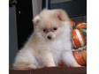 Sweet and lovely Pomeranian puppies ready to go for....