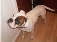 female boxer needs a loving home. she loves people good....