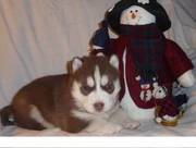 Siberian husky puppy for cute homes