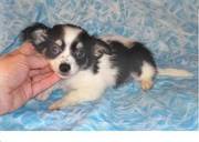 Lovely looking chihuahua puppy for nice homes