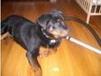 rotweiller puppy for sale 7 months old sellin g through....