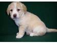 CUTE LABRADOODLE Puppies For Sale looking for a new....