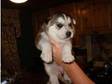 German Shepherd Siberian Husky Puppies. Litter born 16th....