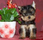 Yorkie Terriers puppies for you