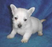 West Highland Terrier Cuties for free adoption