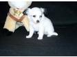 ANGEL IS a lovely female chihuahua puppy for a lovely....