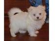 Fine maltese puppies for lovely X-mass homes. Spike is....