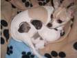 Chihuahua puppys £600. For sale 2 female parti colour....