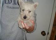 Scottish Terrier Puppies For Lovely Homes