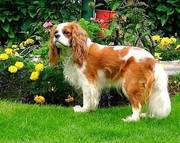 Healthy looking king Charles spaniels for adoption