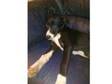 Collie dog 4 month old needs a safe secure family home.....
