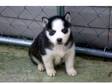 2 pure Siberian husky puppies ,  all with stunning....