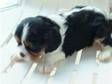Cavalier king chale spaniel puppies for good home.....