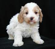 Cockapoo puppies for sale in a cute house that can love