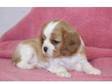 caring Cavalier King Charles Spaniel puppy for a caring....