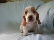 Outstanding basset hound puppy for sale
