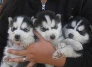 12 WEEKS OLD SIBERIAN HUSKY PUPPIES FOR SALE