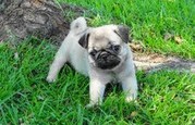 beautful  pug PUPPIES FOR FREE ADOPTION FOR CARING FAMILY HOME 