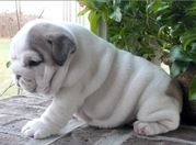 Beautiful English Bulldog puppies For Caring Homes.