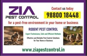 Get rid of Rodent | Bed Bug pest Control |5081
