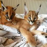 Well tamed Exotics cats. (Ocelots,  Caracals and F1 - F3 savannah and S