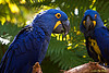 Hyacinth macaws for sale