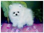 white pom puppy looking for a new home to go to