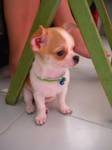 2 sweet chihuahua puppies for adoption
