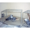  talkative african grey parrots for adoption 	